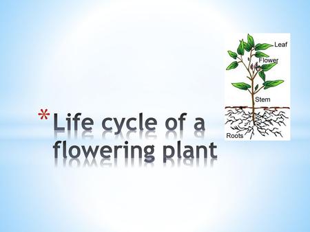 Life cycle of a flowering plant