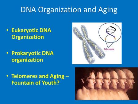 DNA Organization and Aging