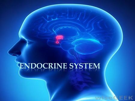 Endocrine System.