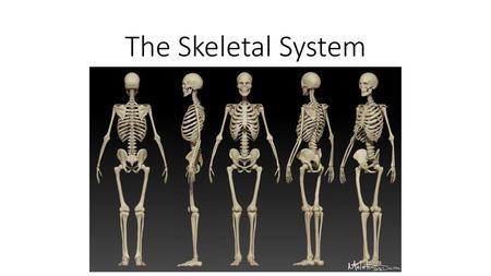 The Skeletal System.