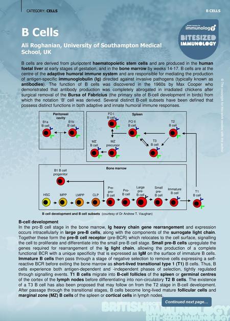 B Cells Ali Roghanian, University of Southampton Medical School, UK