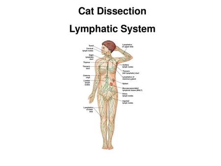 Cat Dissection Lymphatic System.