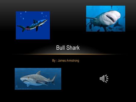 Bull Shark By : James Armstrong.