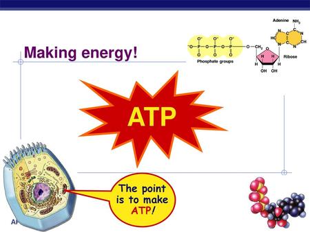 Making energy! ATP The point is to make ATP! 2007-2008.