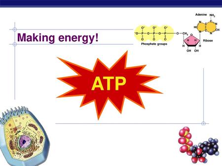 Making energy! ATP 2007-2008.