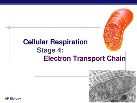 Cellular Respiration Stage 4: Electron Transport Chain