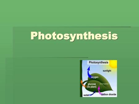 Photosynthesis.