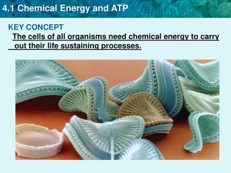 KEY CONCEPT The cells of all organisms need chemical energy to carry