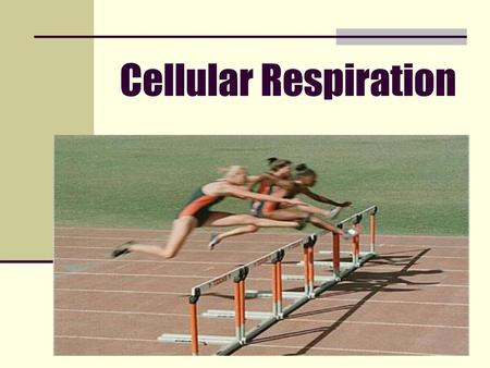 Cellular Respiration.