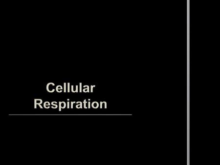 Cellular Respiration.