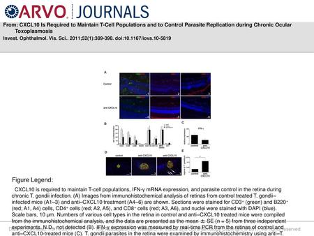 From: CXCL10 Is Required to Maintain T-Cell Populations and to Control Parasite Replication during Chronic Ocular Toxoplasmosis Invest. Ophthalmol. Vis.