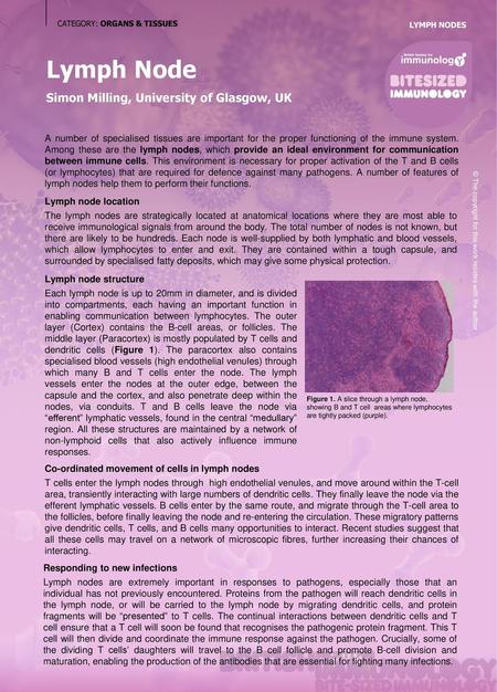 Lymph Node Simon Milling, University of Glasgow, UK