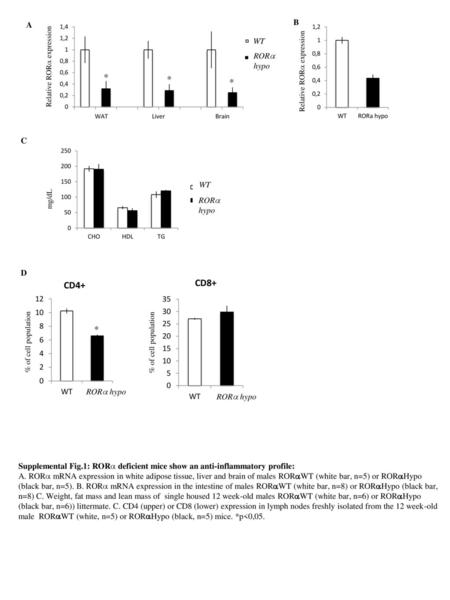 * * * * B A WT RORa hypo C WT RORa hypo D RORa hypo RORa hypo