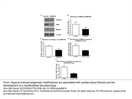 Figure 5. Targeted inhibition of DNMT enzymes reduces the fibrotic markers collagen and ASMA. The impact of reducing DNMT levels on the expression of fibrosis-related.