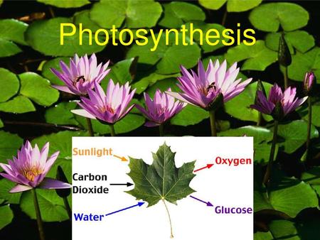 Photosynthesis.