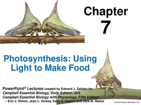 Photosynthesis: Using Light to Make Food