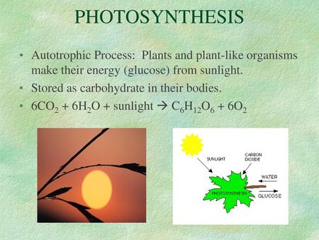 PHOTOSYNTHESIS Autotrophic Process: Plants and plant-like organisms make their energy (glucose) from sunlight. Stored as carbohydrate in their bodies.