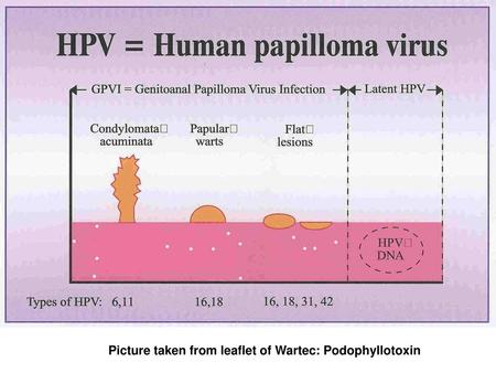 Picture taken from leaflet of Wartec: Podophyllotoxin