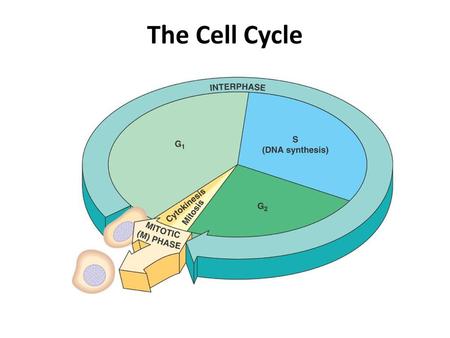 The Cell Cycle.