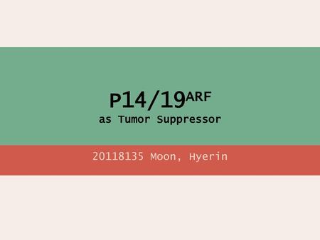 P14/19ARF as Tumor Suppressor