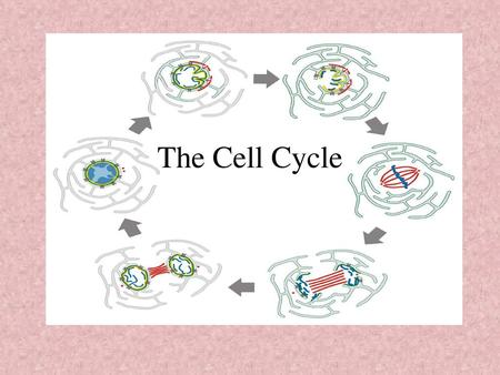 The Cell Cycle.