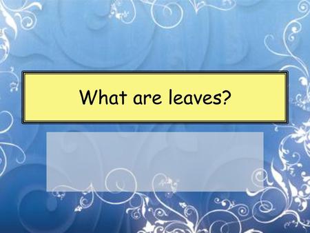 What are leaves?.