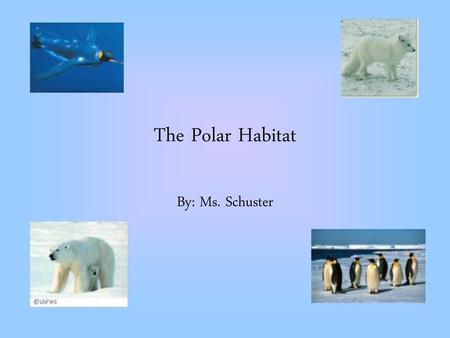 The Polar Habitat By: Ms. Schuster.