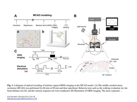 Fig. 1. A diagram of optical recording of intrinsic signal (ORIS) imaging in the MCAO model. (A) The middle cerebral artery occlusion (MCAO) was performed.