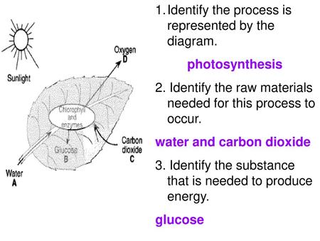 Identify the process is represented by the diagram.