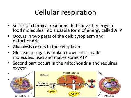 Cellular respiration Series of chemical reactions that convert energy in food molecules into a usable form of energy called ATP Occurs in two parts of.