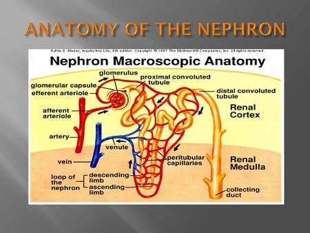 ANATOMY OF THE NEPHRON.