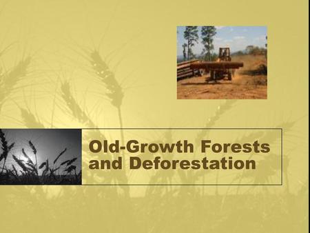 Old-Growth Forests and Deforestation