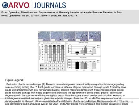 From: Dynamics, Alterations, and Consequences of Minimally Invasive Intraocular Pressure Elevation in Rats Invest. Ophthalmol. Vis. Sci.. 2014;55(1):600-611.