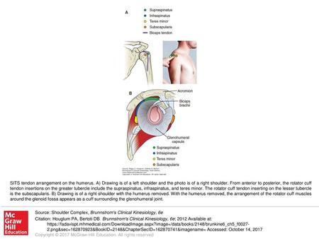 SITS tendon arrangement on the humerus