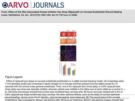 From: Effect of the Rho-Associated Kinase Inhibitor Eye Drop (Ripasudil) on Corneal Endothelial Wound Healing Invest. Ophthalmol. Vis. Sci.. 2016;57(3):1284-1292.