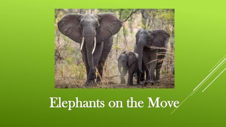 Elephants on the Move.