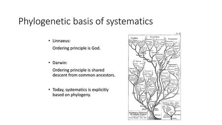 Phylogenetic basis of systematics