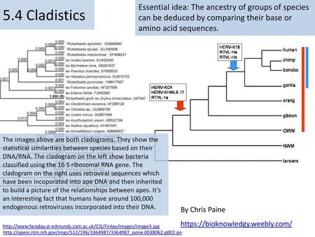 5.4 Cladistics Essential idea: The ancestry of groups of species can be deduced by comparing their base or amino acid sequences. The images above are both.