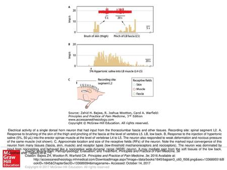 Electrical activity of a single dorsal horn neuron that had input from the thoracolumbar fascia and other tissues. Recording site: spinal segment L2. A,