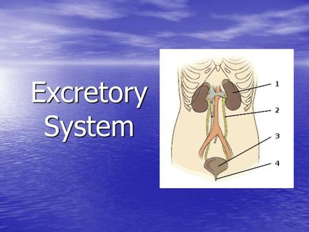 Excretory System http://commons.wikimedia.org/wiki/File:Illu_urinary_system_numbers.svg.