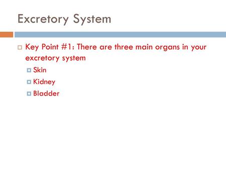 Excretory System Key Point #1: There are three main organs in your excretory system Skin Kidney Bladder.