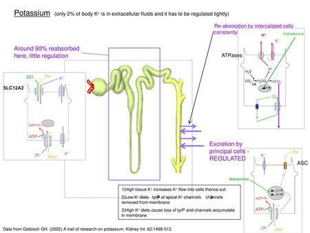 Re-absorption by intercalated cells  constantly