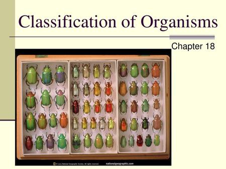 Classification of Organisms