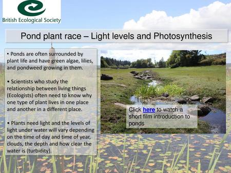 Pond plant race – Light levels and Photosynthesis