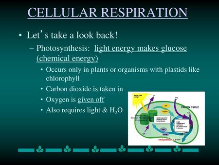 CELLULAR RESPIRATION Let’s take a look back!