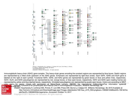 Immunoglobulin heavy-chain (IGHC) gene complex