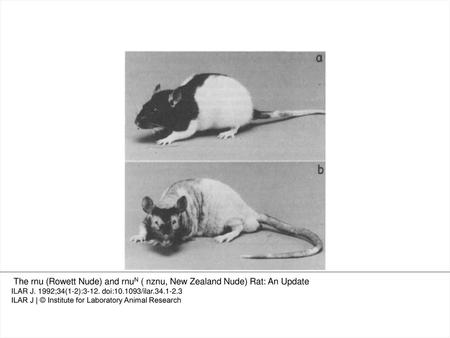 Figure 1 Normal euthymic rat (a), and congenitally athymic rnu / rnu rat (b), from the breeding colony at the National Institute of Public Health and.