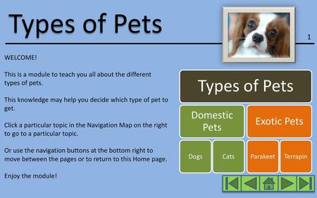 Types of Pets Domestic Pets Exotic Pets 1 WELCOME!