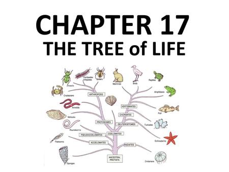 CHAPTER 17 THE TREE of LIFE.