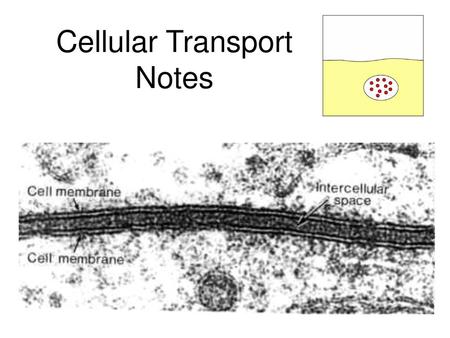 Cellular Transport Notes